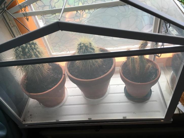 Cactussen met kasje, Huis en Inrichting, Kamerplanten, Cactus, Minder dan 100 cm, In pot, Ophalen