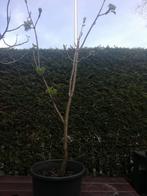 Kastanje boom 10 jaar oud, Tuin en Terras, Planten | Bomen, Zomer, Overige soorten, Ophalen