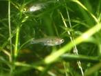 Nano visjes te koop, Dieren en Toebehoren, Vis, Zoetwatervis, Schoolvis