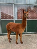 Alpaca hengst, Dieren en Toebehoren, Overige Dieren, Juli, Mannelijk