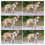 3 jarige Spaanse mastin hond te koop, Dieren en Toebehoren, Honden | Niet-rashonden, Particulier, Rabiës (hondsdolheid), Buitenland