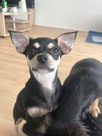 Chihuahua, Dieren en Toebehoren, Honden | Chihuahua's en Gezelschapshonden, 15 weken tot 1 jaar, Reu, Eén hond, Chihuahua