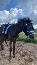 men hoofdstel mini/shet, Dieren en Toebehoren, Paarden en Pony's | Hoofdstellen en Tuigage, Ophalen of Verzenden, Nieuw, Overige soorten