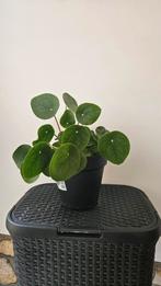 Pannenkoekenplant (Pilea peperomioides) in pot, Huis en Inrichting, Kamerplanten, Ophalen, Overige soorten, Halfschaduw, In pot
