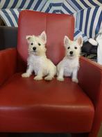 WEST HIGHLAND WHITE TERIER PUPS, Nederland, CDV (hondenziekte), 8 tot 15 weken, Meerdere