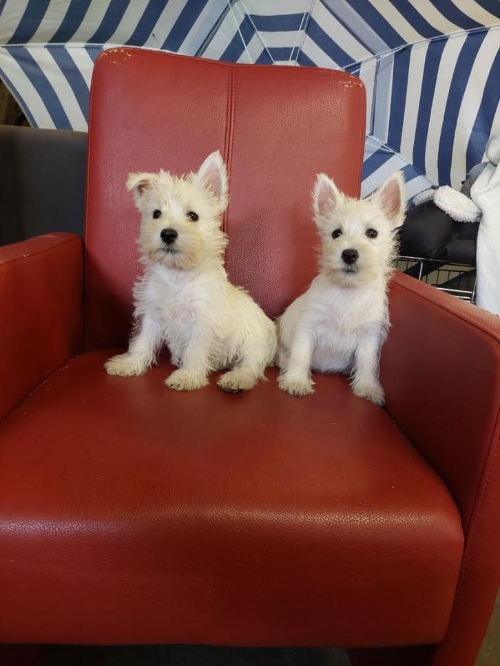 WEST HIGHLAND WHITE TERIER PUPS, Dieren en Toebehoren, Honden | Niet-rashonden, Klein, Meerdere dieren, Fokker | Professioneel