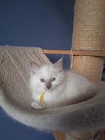 Ragdoll kitten met stamboom, Dieren en Toebehoren, Poes, Gechipt