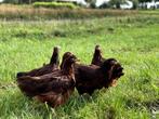 Jonge tamme Rhode Island Red kippen, gesekst en ingeënt