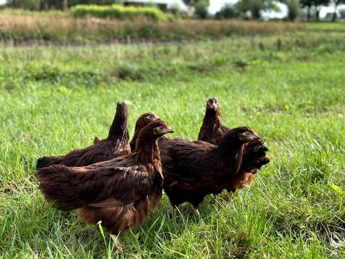 Jonge tamme Rhode Island Red kippen, gesekst en ingeënt, Dieren en Toebehoren, Pluimvee, Kip, Vrouwelijk
