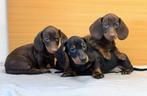 Teckel pups, Dieren en Toebehoren, Nederland, CDV (hondenziekte), 8 tot 15 weken, Korthaar