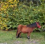 Schitterende lieve bruine shetlander ruin., Dieren en Toebehoren, Pony's, Ruin, A pony (tot 1.17m), Ontwormd, 0 tot 2 jaar
