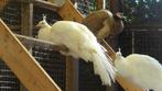 Witte pauwen | Verschillende leeftijden | Deskundig advies!, Dieren en Toebehoren, Meerdere dieren, Overige soorten