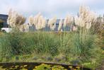 Grote pampasgras planten, Ophalen of Verzenden, Overige soorten, Volle zon