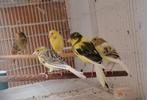 Raza kanaries, Dieren en Toebehoren, Vogels | Kanaries, Geslacht onbekend, Zangkanarie