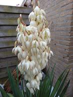 Yucca Filamentosa of Palmlelie, Overige soorten, 100 tot 250 cm, Zomer, Ophalen
