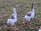 Te koop 2 jonge pommerse ganzen, Dieren en Toebehoren, Pluimvee, Meerdere dieren, Gans of Zwaan