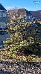 Dennenboom gratis op de halen, Tuin en Terras, Ophalen of Verzenden