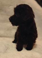 Te koop leuke Maltipoo pups, Dieren en Toebehoren, Honden | Chihuahua's en Gezelschapshonden, Overige rassen, CDV (hondenziekte)