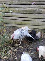 Mooie jonge kalkoenhaan, Dieren en Toebehoren, Pluimvee, Mannelijk, Kip