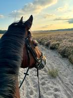 Super leuke, eerlijke ruin te koop, Dieren en Toebehoren, Paarden, Gechipt, Ruin, Niet van toepassing, Dressuurpaard