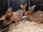 Te koop aangeboden: Vlaamse reuzen rammen haaskleurig, Dieren en Toebehoren, Konijnen, Mannelijk, Groot, 0 tot 2 jaar