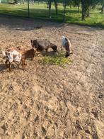 Mooie dwerg geitjes te koop, Dieren en Toebehoren, Schapen, Geiten en Varkens, Vrouwelijk, Geit