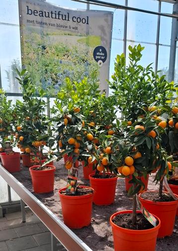 Citrus calmondin met vruchten.  beschikbaar voor biedingen