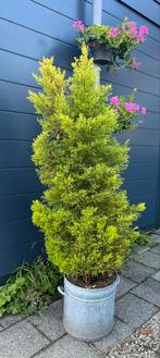 Conifeer (zonder pot), Ophalen, Conifeer, 100 tot 250 cm
