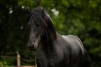 3 jarige Friese Hengst, Hengst, 3 tot 6 jaar