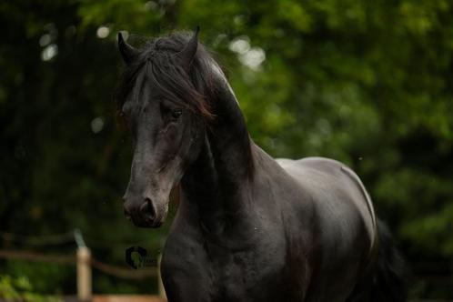 3 jarige Friese Hengst, Dieren en Toebehoren, Paarden, Hengst, 3 tot 6 jaar