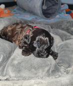 Poedel pups, Dieren en Toebehoren, Honden | Dekreuen, CDV (hondenziekte), 8 tot 15 weken, Meerdere, Meerdere dieren