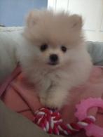 Tekoop nog 1 teefje, Dieren en Toebehoren, Honden | Poolhonden, Keeshonden en Oertypen, Overige rassen, 8 tot 15 weken, Teef, Eén hond