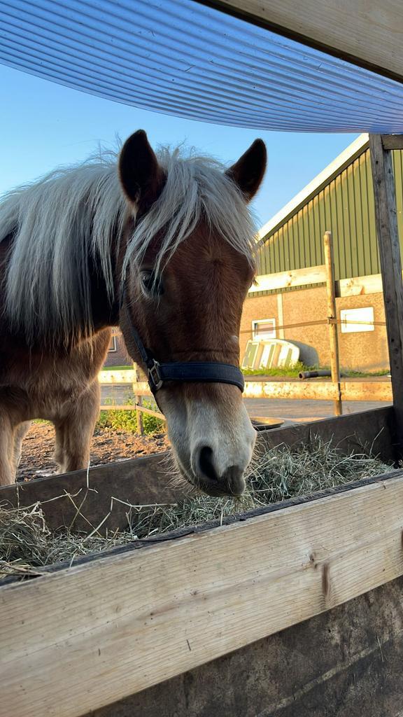 Haflinger hengst van bijna 2!, Dieren en Toebehoren, Paarden en Pony's | Verzorgingsproducten, Ophalen of Verzenden