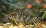 Corydora sterbai, 8 stuks, 5 euro per stuk., Dieren en Toebehoren, Vissen | Aquariumvissen, Vis