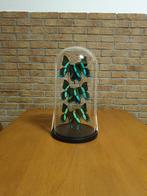 Glazen Stolp Met 6 Papilio Blumei Vlinders Taxidermie, Ophalen, Zo goed als nieuw