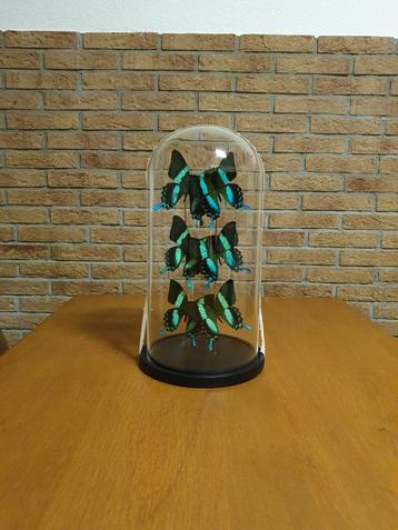 Glazen Stolp Met 6 Papilio Blumei Vlinders Taxidermie beschikbaar voor biedingen