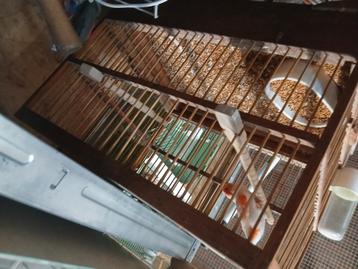 RoodMozaiek kanarie man met zangkooi beschikbaar voor biedingen