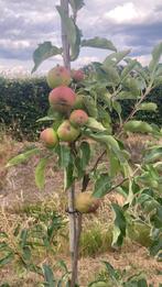 Fruitbomen verschillende rassen! (appel en peer), Tuin en Terras, Planten | Fruitbomen, Ophalen of Verzenden