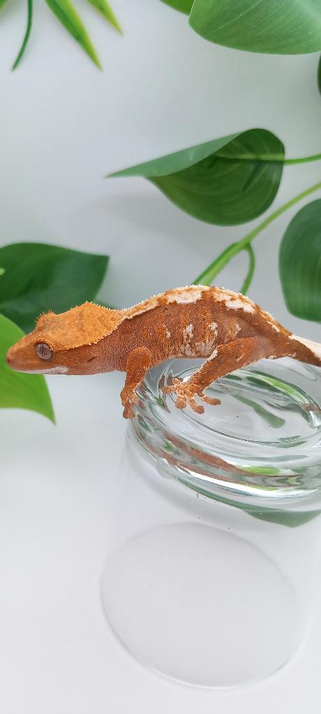 1.0 poss red Tricolor wimpergekko man