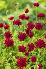 knautia mcedonica, beemdkroon, vaste plant, vlindersierplant, Tuin en Terras, Planten | Tuinplanten, Volle zon, Vaste plant, Zomer