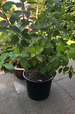 Hortensia limelight – 15 liter pot, Tuin en Terras, Planten | Tuinplanten, Ophalen, Zomer, Overige soorten, Halfschaduw