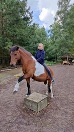 Bijrijd/verzorg pony/paard gezocht!, Dieren en Toebehoren, Stalling en Weidegang