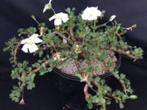 Caudex Monsonia Camdeboensis (kaarsstruik)Zuid Afrika16cmpot, Overige soorten, Ophalen of Verzenden, In pot, Minder dan 100 cm
