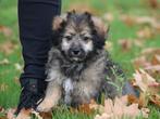 mooie  Boomer pup!, Nederland, 8 tot 15 weken, CDV (hondenziekte), Meerdere