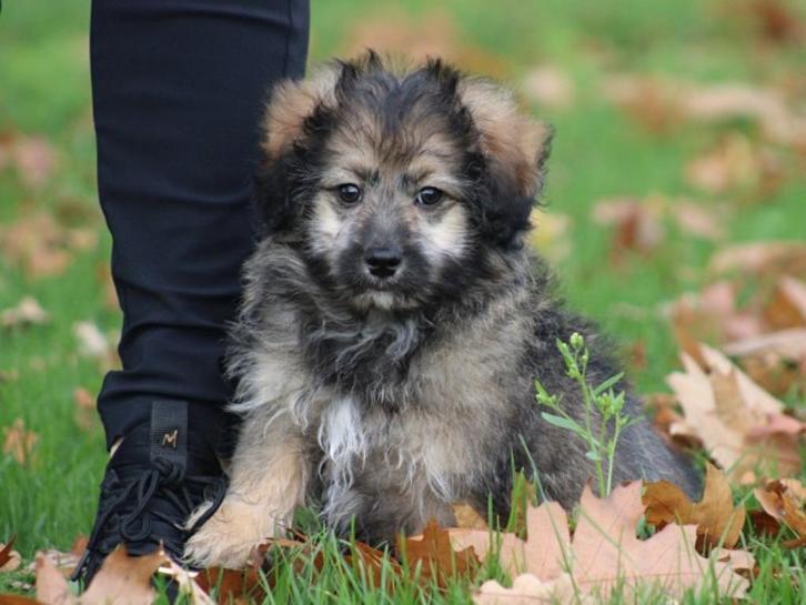 mooie  Boomer pup!, Dieren en Toebehoren, Honden | Chihuahua's en Gezelschapshonden, Reu, Overige rassen, Fokker | Professioneel