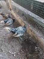 Citroen sebright kipjes., Dieren en Toebehoren, Pluimvee, Meerdere dieren, Kip