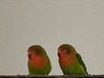 Prachtige Hand Tamme Lieve Jonge Agapornis Dwergpapegaai, Dieren en Toebehoren, Vogels | Parkieten en Papegaaien, Meerdere dieren