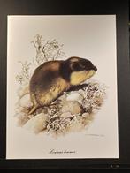 Lemming, 1960 tot 1980, Verzenden, Zo goed als nieuw, Dier