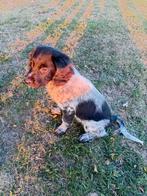 Prachtige Friese Stabij pups te koop, Dieren en Toebehoren, Honden | Retrievers, Spaniëls en Waterhonden, Overige rassen, 8 tot 15 weken