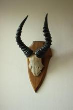 Taxidermie afrikaanse hartenbeest gewei, Verzamelen, Dierenverzamelingen, Ophalen of Verzenden, Gebruikt, Schedel